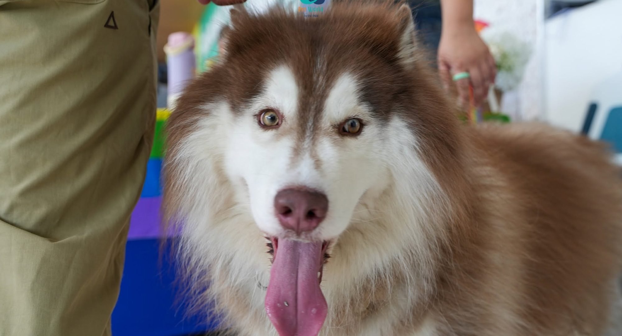 Pet World